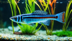 Bengal Danio