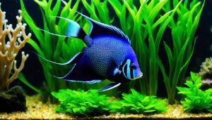 Blushing Angelfish
